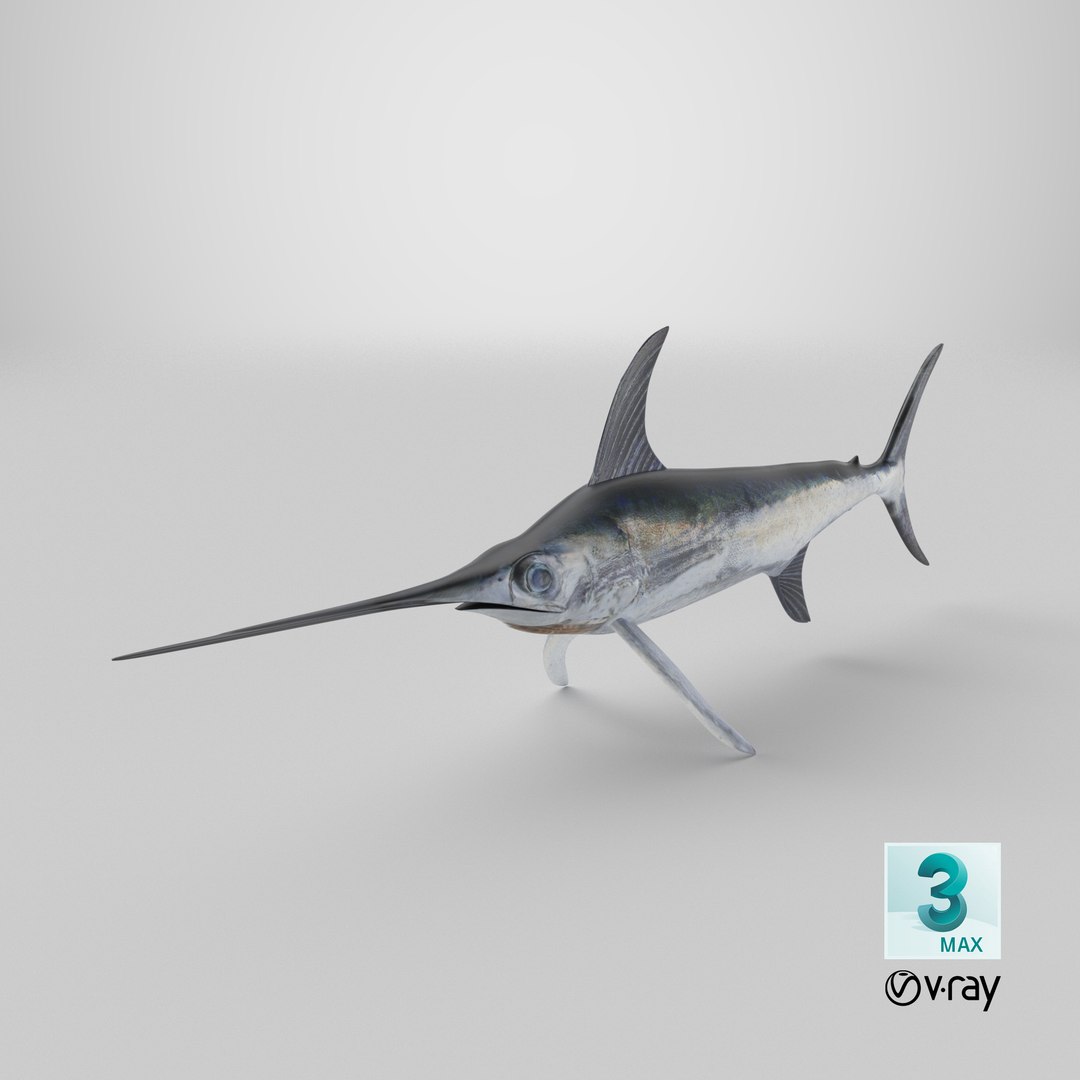 3D model Swordfish - Static PBR https://p.turbosquid.com/ts-thumb/h0/eRjb4a/H8/stemcell_max_vray_render/png/1793213142/1920x1080/fit_q87/309a2968b4ae783a072e8f28d217da344c1e9699/stemcell_max_vray_render.jpg