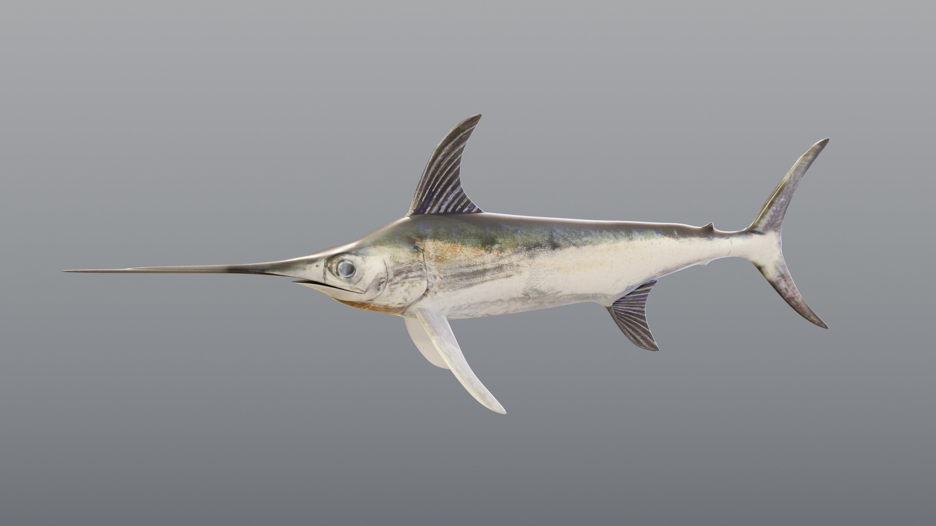 3D model Swordfish - Static PBR https://p.turbosquid.com/ts-thumb/h0/eRjb4a/TM/02_swordfishstatic_02_hero/jpg/1791558491/1920x1080/fit_q87/681dbb2bd74a243d2c5136b936889342e08a9a36/02_swordfishstatic_02_hero.jpg