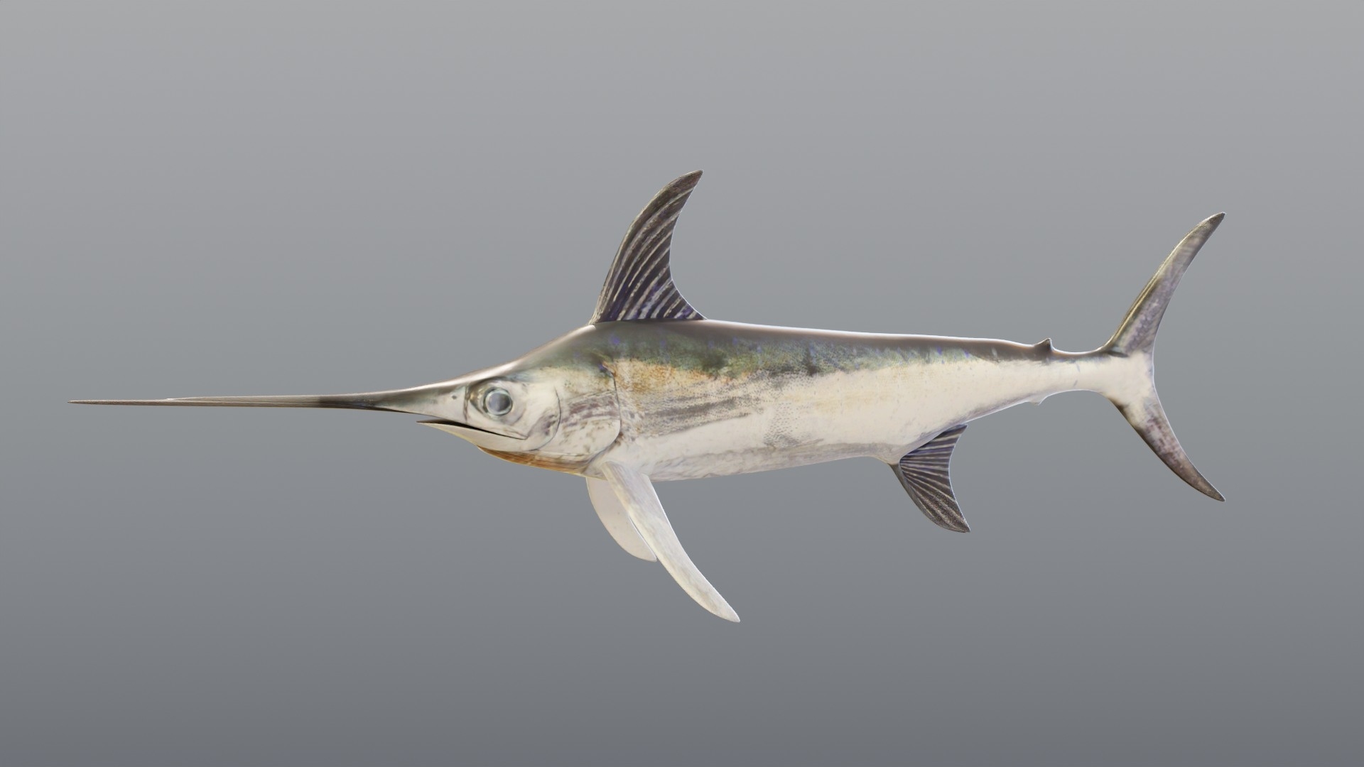 3D model Swordfish - Static PBR https://p.turbosquid.com/ts-thumb/h0/eRjb4a/du/swordfishstatic_turntable/jpg/1791558674/1920x1080/turn_fit_q99/58498f220c3dd7a26c38f664d20d05e2c3c30231/swordfishstatic_turntable-1.jpg