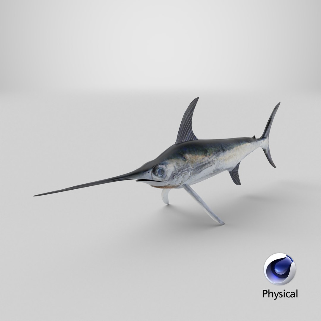 3D model Swordfish - Static PBR https://p.turbosquid.com/ts-thumb/h0/eRjb4a/hg/stemcell_cinema_4d_physical_render/png/1793213141/1920x1080/fit_q87/b7c26a6d95eb191ed501bccf32b287c8a10f71de/stemcell_cinema_4d_physical_render.jpg
