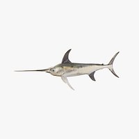 Swordfish - Static PBR