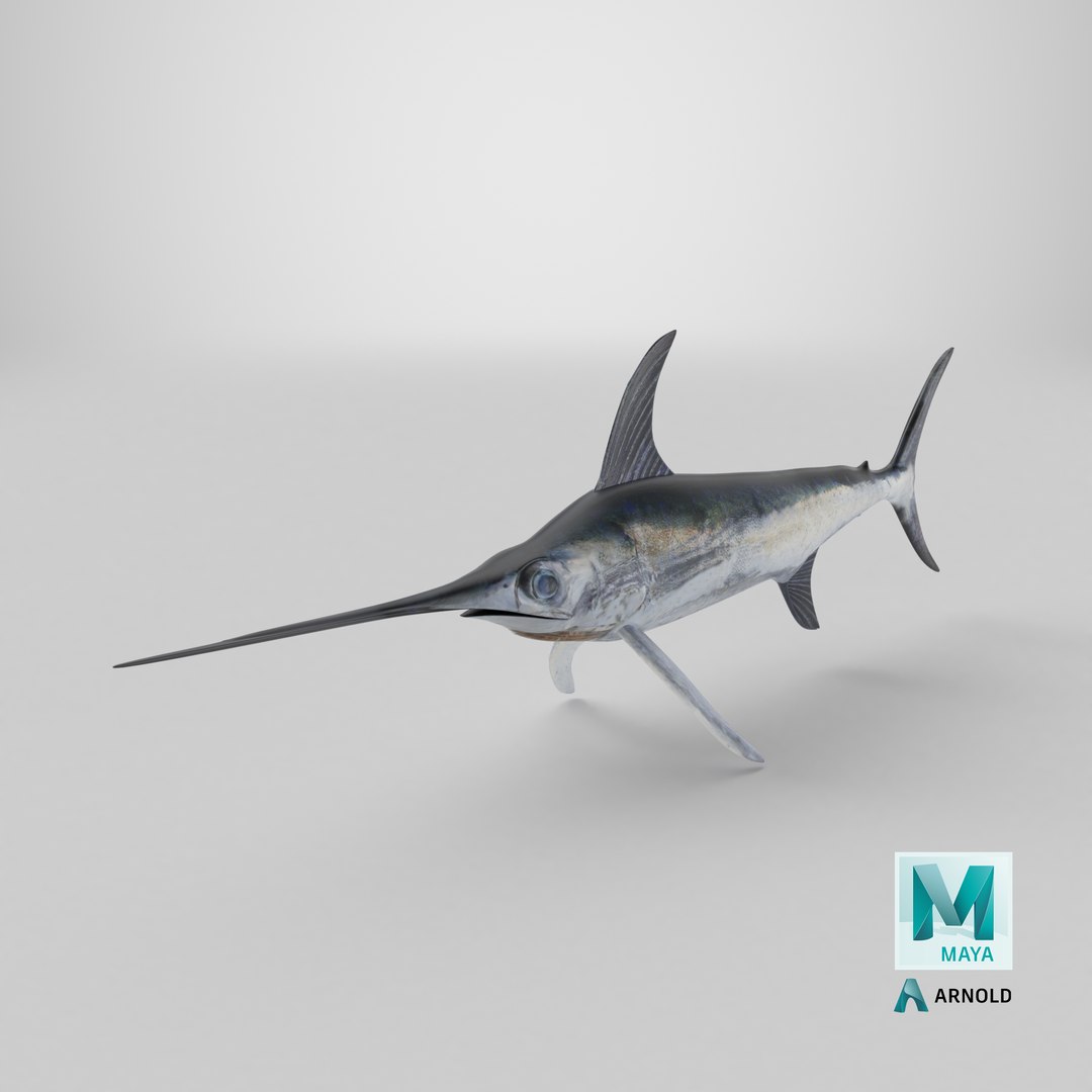 3D model Swordfish - Static PBR https://p.turbosquid.com/ts-thumb/h0/eRjb4a/t1/stemcell_maya_arnold_render/png/1793213136/1920x1080/fit_q87/ec60edb99671de1cc269ee8e01f780e293142d91/stemcell_maya_arnold_render.jpg