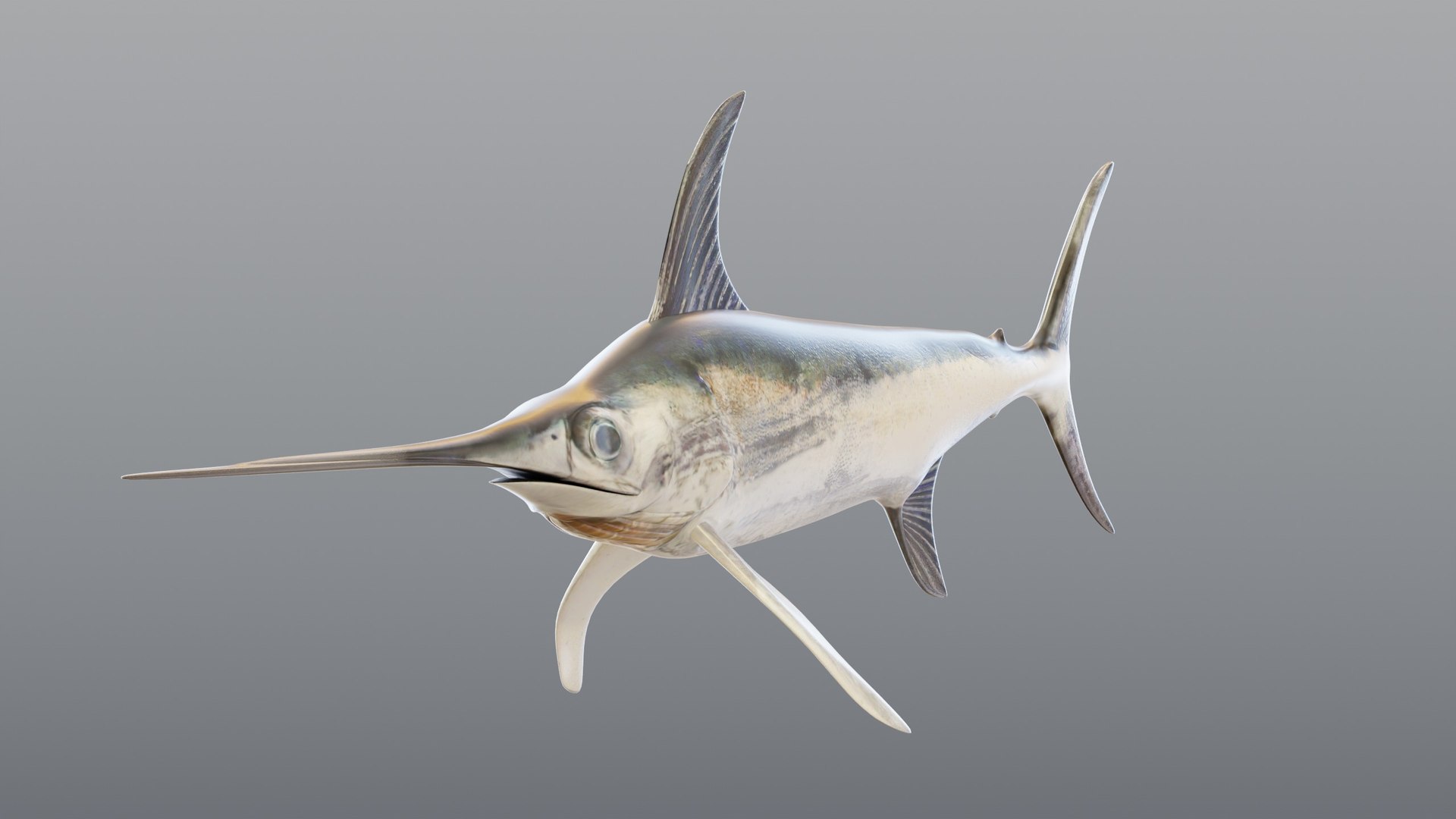 3D model Swordfish - Static PBR https://p.turbosquid.com/ts-thumb/h0/eRjb4a/tO/05_swordfishstatic_05_front/jpg/1791558501/1920x1080/fit_q87/aa8a75a1d0dcf2dfb3d21af3bcf4586385265db8/05_swordfishstatic_05_front.jpg