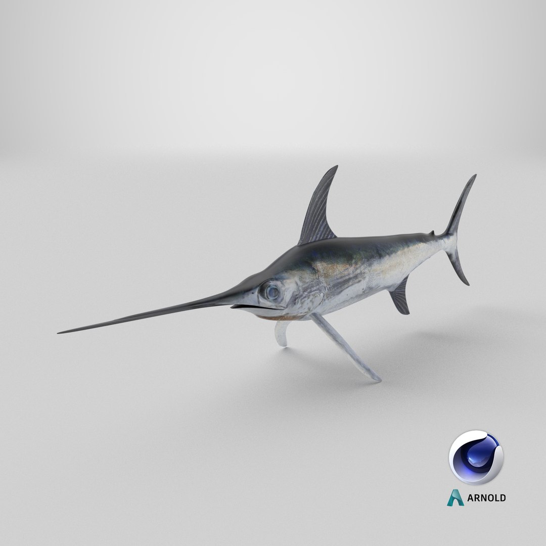 3D model Swordfish - Static PBR https://p.turbosquid.com/ts-thumb/h0/eRjb4a/uC/stemcell_cinema_4d_arnold_render/png/1793213139/1920x1080/fit_q87/8de1ec8bbb92e72ccf00a60d7b51217150b1d0eb/stemcell_cinema_4d_arnold_render.jpg