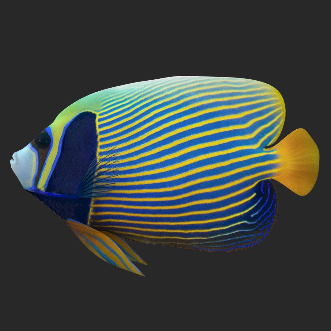 3D batterfly imperator fish https://p.turbosquid.com/ts-thumb/h0/vYfd7o/0zw3hxrx/09/jpg/1528480875/1920x1080/fit_q87/c1674e058401522a0167f686f900fbeb8a2dca59/09.jpg