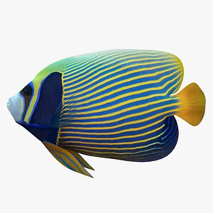 3D batterfly imperator fish