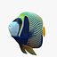 batterfly imperator fish