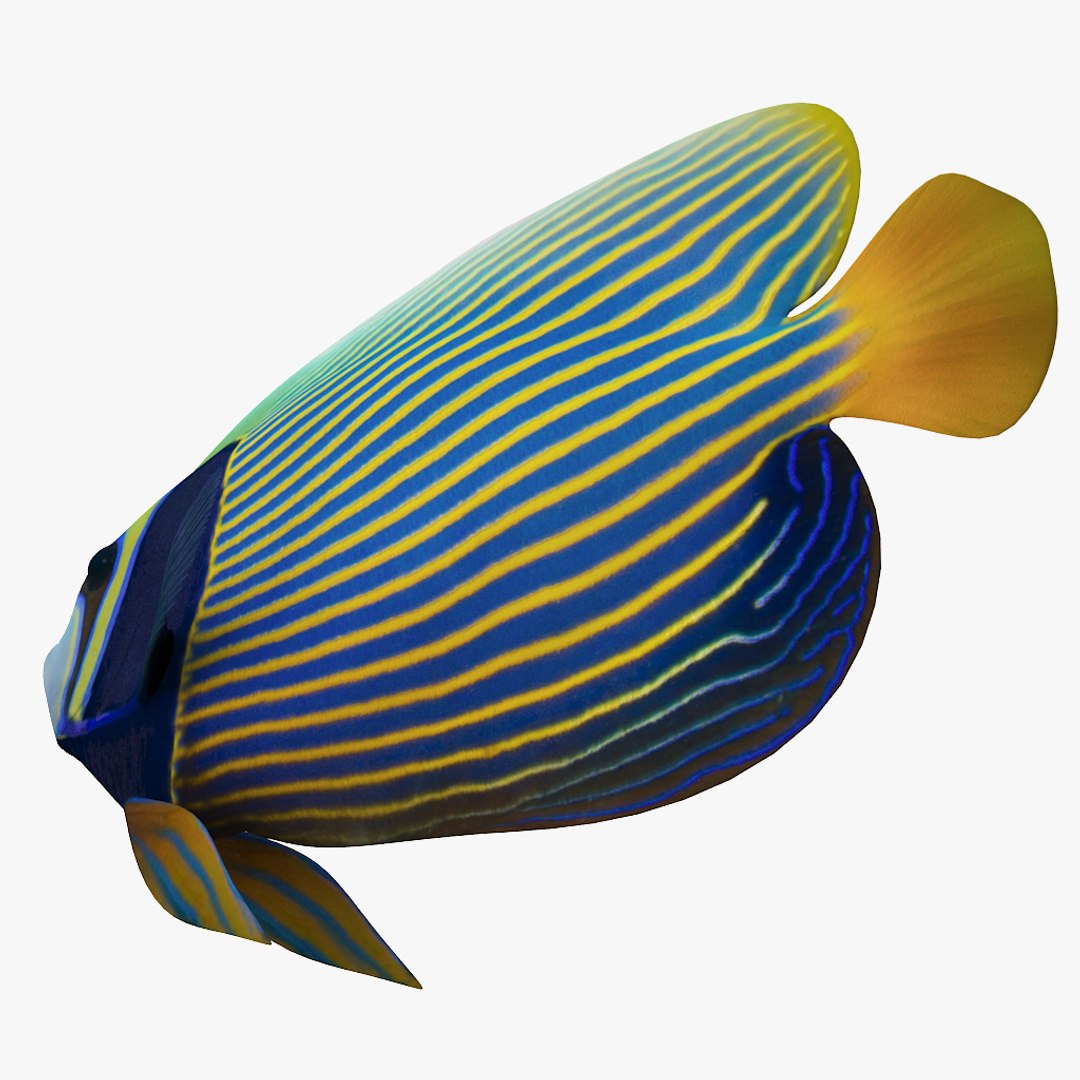3D batterfly imperator fish https://p.turbosquid.com/ts-thumb/h0/vYfd7o/84lh1ClM/06/jpg/1528480874/1920x1080/fit_q87/f752eac731d34f3a6c940dfbdd7870ab64ff0630/06.jpg