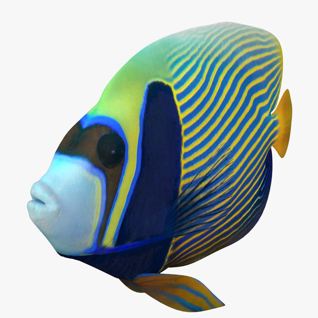 3D batterfly imperator fish https://p.turbosquid.com/ts-thumb/h0/vYfd7o/BGn4QVV6/04/jpg/1528480874/1920x1080/fit_q87/a81f28cac18857c2c7c98488603330994f8302c1/04.jpg