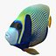 batterfly imperator fish