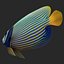 batterfly imperator fish