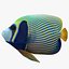 batterfly imperator fish