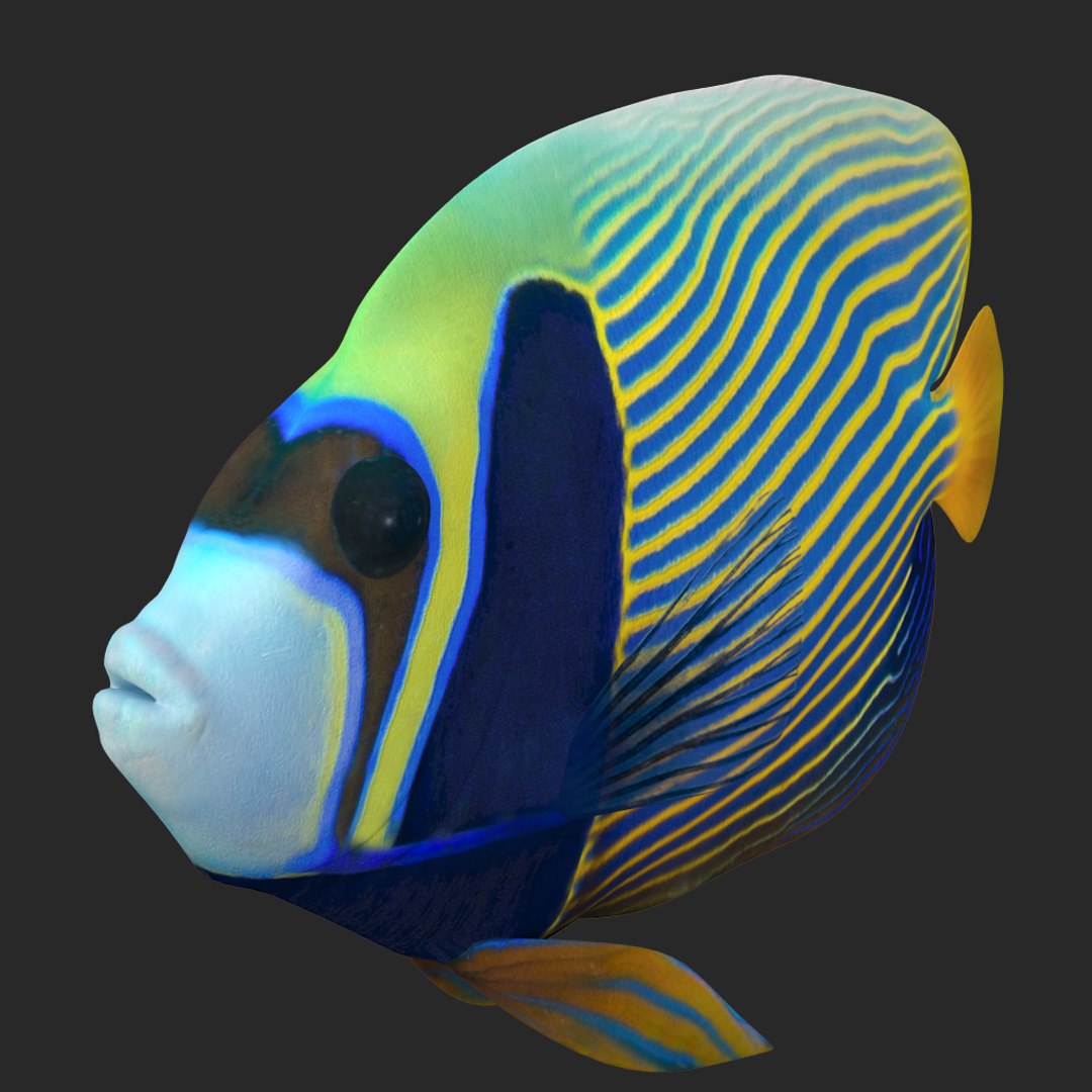3D batterfly imperator fish https://p.turbosquid.com/ts-thumb/h0/vYfd7o/RXbb4AdT/012/jpg/1528480875/1920x1080/fit_q87/34b2371eaa742eb2934aec3a68d9cbc30325662e/012.jpg