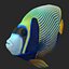 batterfly imperator fish