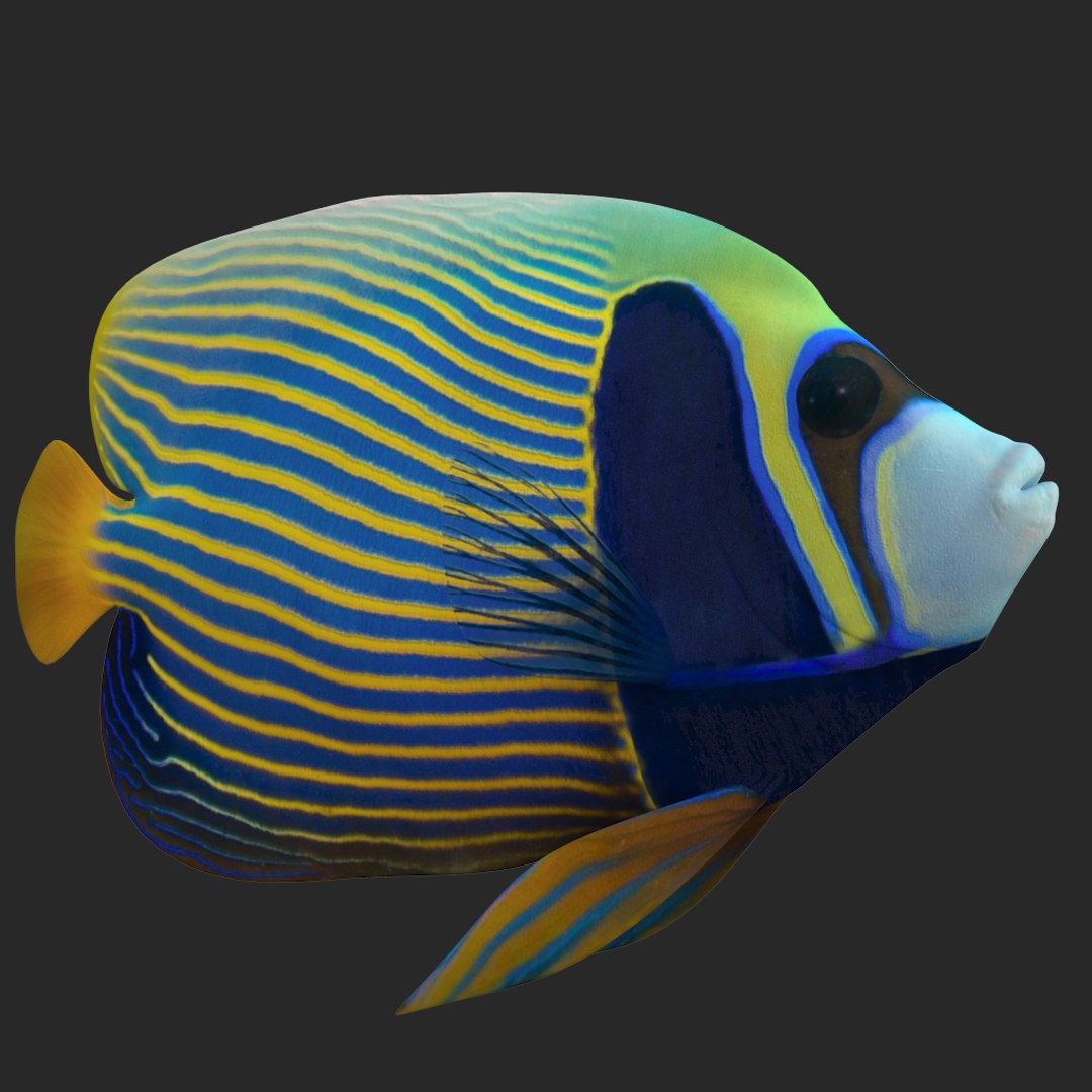 3D batterfly imperator fish https://p.turbosquid.com/ts-thumb/h0/vYfd7o/WXLazhHs/016/jpg/1528480964/1920x1080/fit_q87/458e90afdc65229570747158adb05f0ac9c5cd41/016.jpg