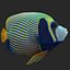 batterfly imperator fish