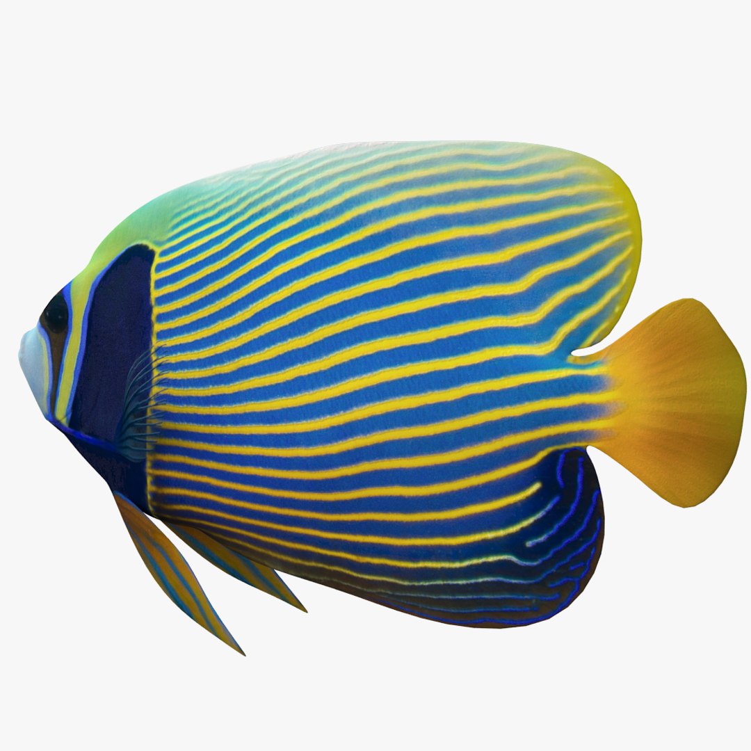 3D batterfly imperator fish https://p.turbosquid.com/ts-thumb/h0/vYfd7o/WnN8VxnM/05/jpg/1528480874/1920x1080/fit_q87/0897d818891609139485047ebb6ed9624929f1de/05.jpg