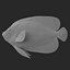 batterfly imperator fish