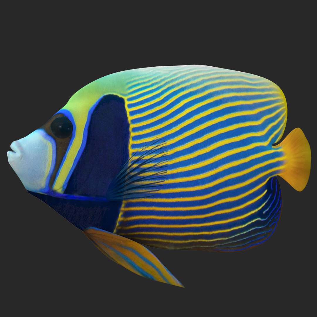 3D batterfly imperator fish https://p.turbosquid.com/ts-thumb/h0/vYfd7o/niuozQbM/010/jpg/1528480875/1920x1080/fit_q87/5641a5d6058aa4487549322a98e4a4233f6b8183/010.jpg