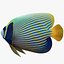 batterfly imperator fish