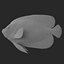 batterfly imperator fish