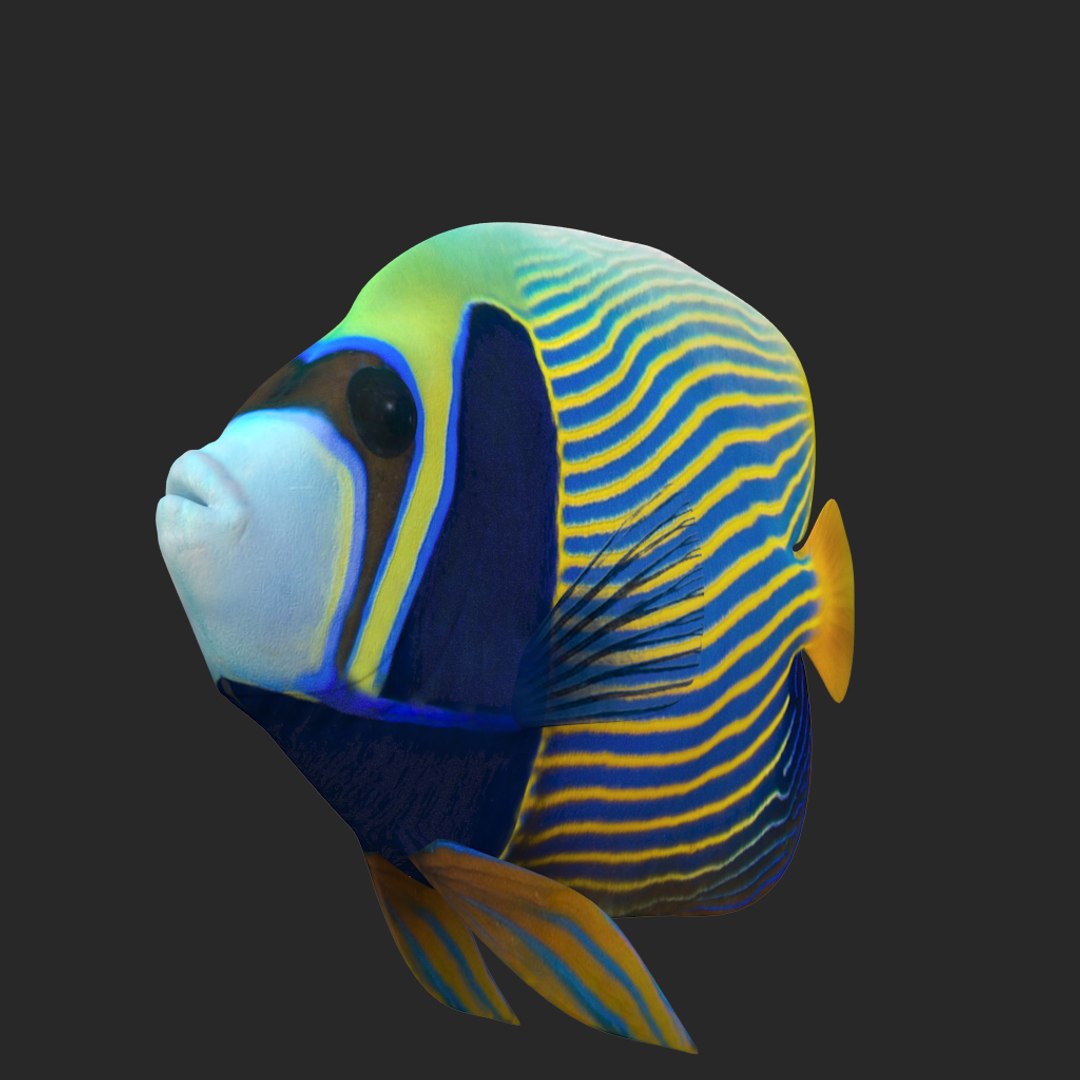 3D batterfly imperator fish https://p.turbosquid.com/ts-thumb/h0/vYfd7o/ujSj07D3/011/jpg/1528480875/1920x1080/fit_q87/8c30c00102f61de1ba3f48d77cd8dee1cb67b67e/011.jpg