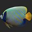 batterfly imperator fish