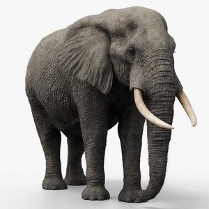 Elephant African