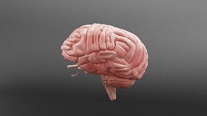 High Precision Human Brain Anatomy 3D Model 3D model
