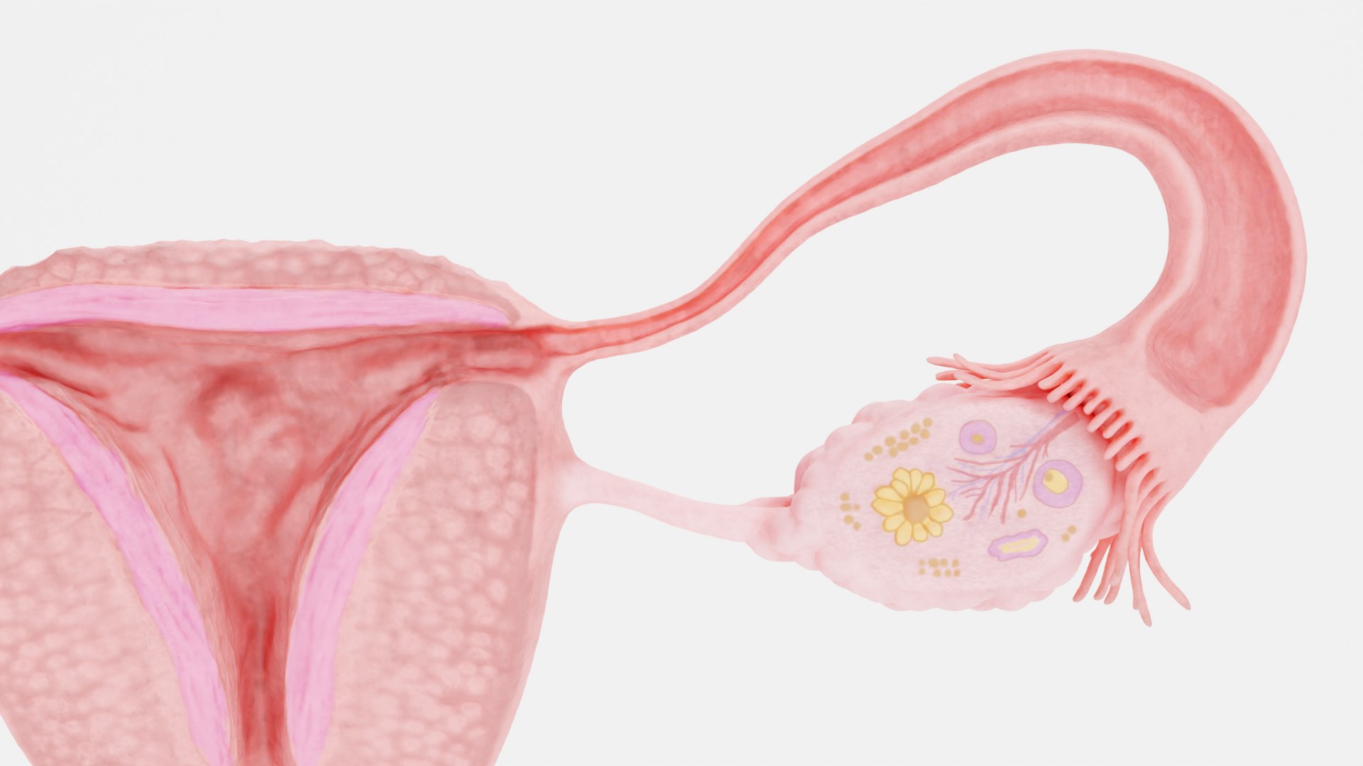 3D Human Reproductive System https://p.turbosquid.com/ts-thumb/h1/4gqVWA/8Y/reproductivesystemsectioni/png/1705413031/1920x1080/fit_q87/ba4bbc4ecf7b287ea7b05df0a45100322f36e14f/reproductivesystemsectioni.jpg