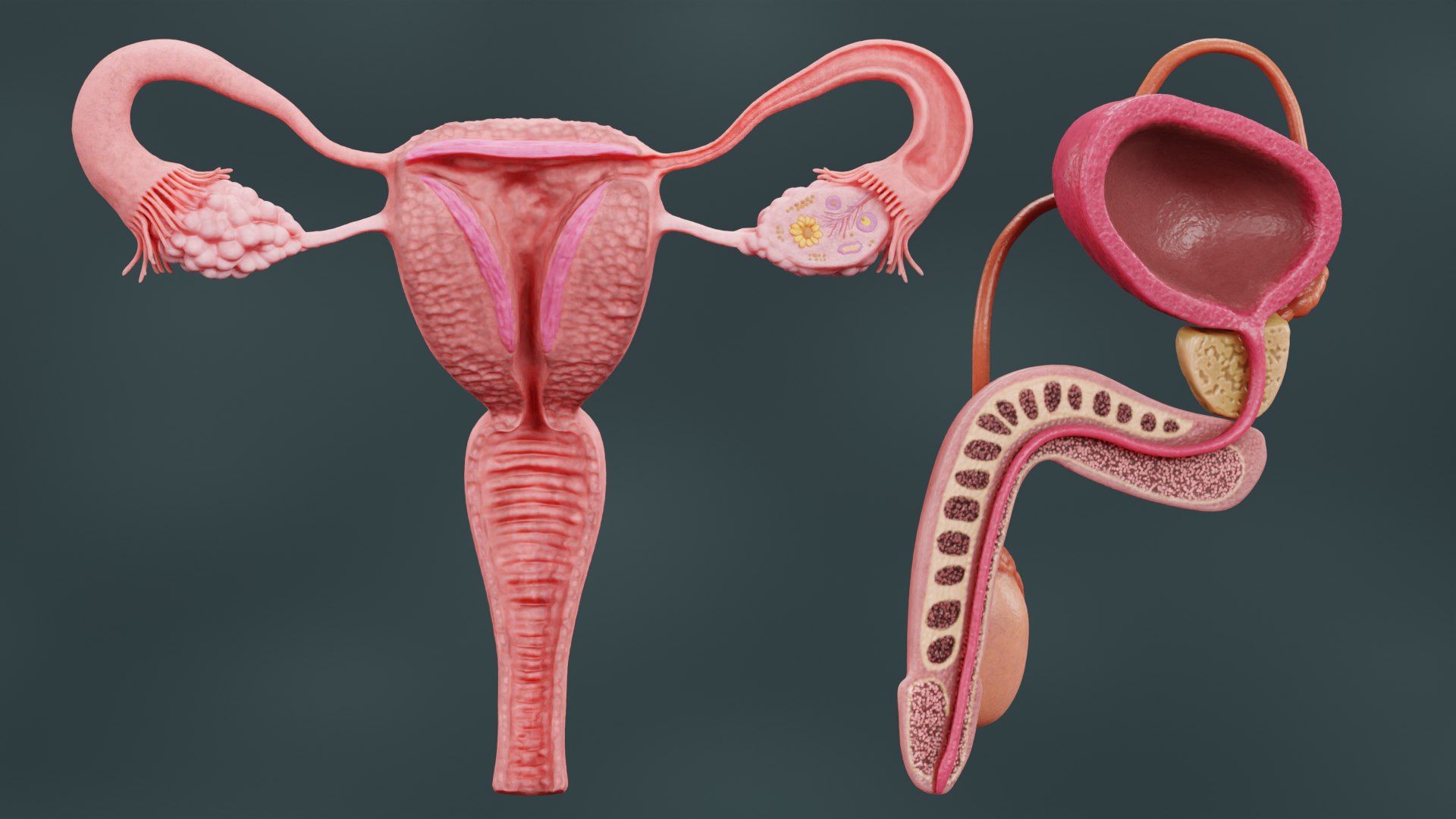 3D Human Reproductive System https://p.turbosquid.com/ts-thumb/h1/4gqVWA/8z/reproductivesystemsectionb/png/1630747289/1920x1080/fit_q87/321cf891b0452ac21b573e677d238663c98698c1/reproductivesystemsectionb.jpg