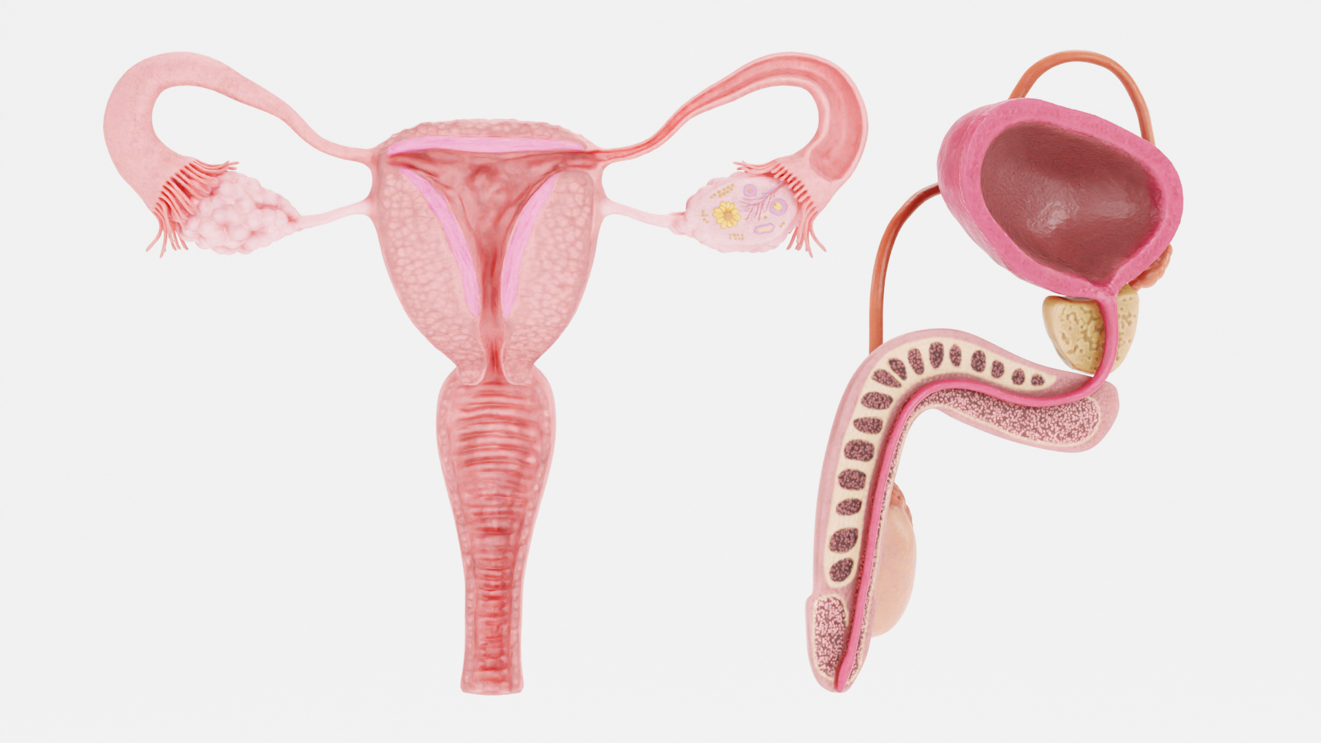 3D Human Reproductive System https://p.turbosquid.com/ts-thumb/h1/4gqVWA/9Z/z0001/png/1630747387/1920x1080/turn_fit_q99/c854ae3ed4d751a0efe313e6f0b6dbdcd5f4de1b/z0001-1.jpg