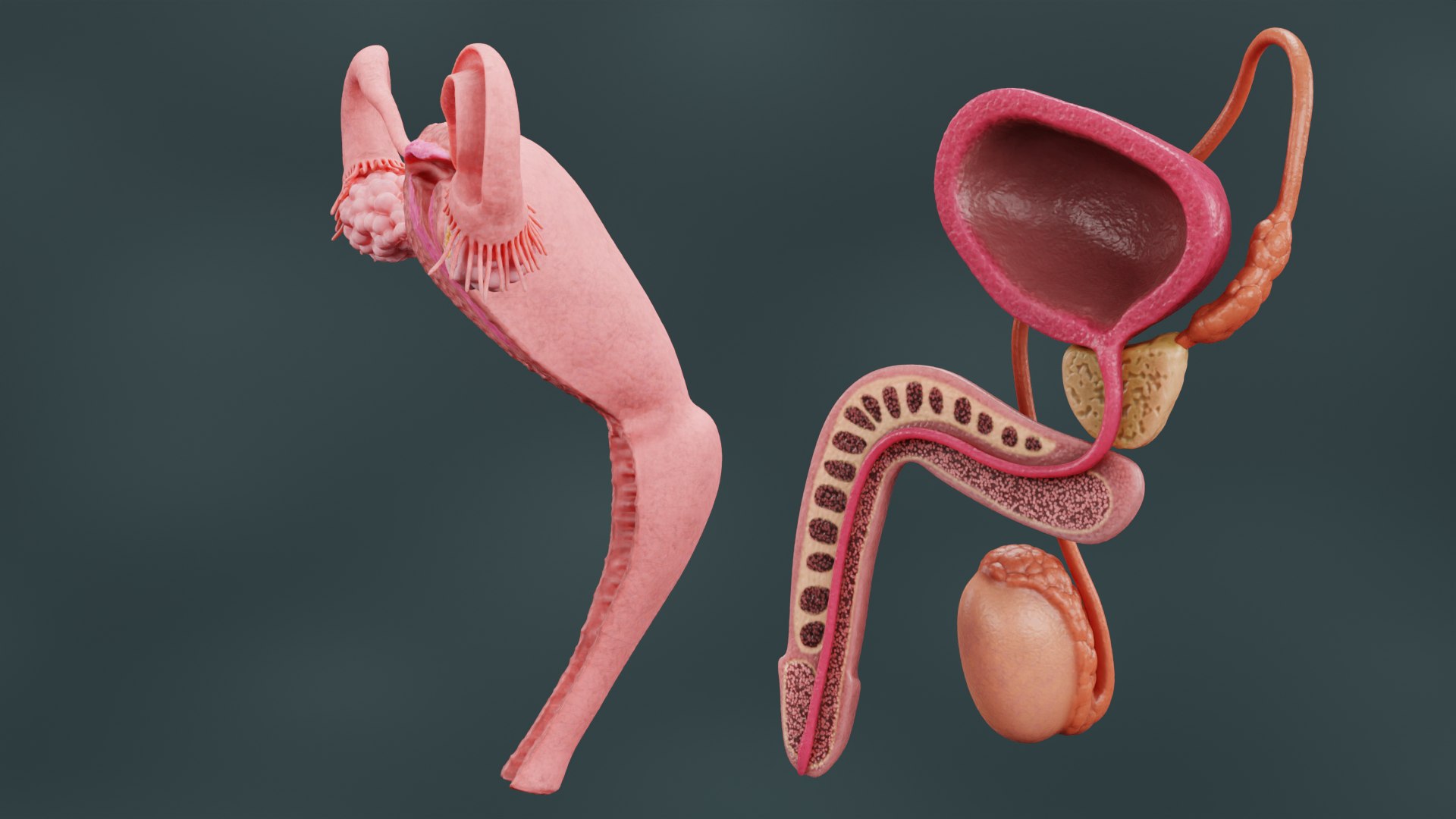 3D Human Reproductive System https://p.turbosquid.com/ts-thumb/h1/4gqVWA/EO/reproductivesystemsectionf/png/1705413029/1920x1080/fit_q87/f455d34b4ab741d15e42619ef62f141e4a3bb5fc/reproductivesystemsectionf.jpg