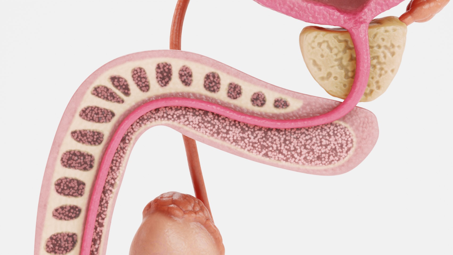 3D Human Reproductive System https://p.turbosquid.com/ts-thumb/h1/4gqVWA/KG/reproductivesystemsectionj/png/1705413032/1920x1080/fit_q87/a340b4d27ce25812cddeea5cf30b964c6fe13c61/reproductivesystemsectionj.jpg