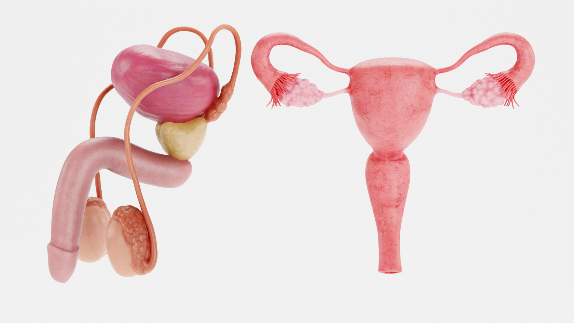 3D Human Reproductive System https://p.turbosquid.com/ts-thumb/h1/4gqVWA/dp/z0001/png/1630748352/1920x1080/turn_fit_q99/c278269b5d03ab0930d09760c01e33e51dd58b18/z0001-1.jpg