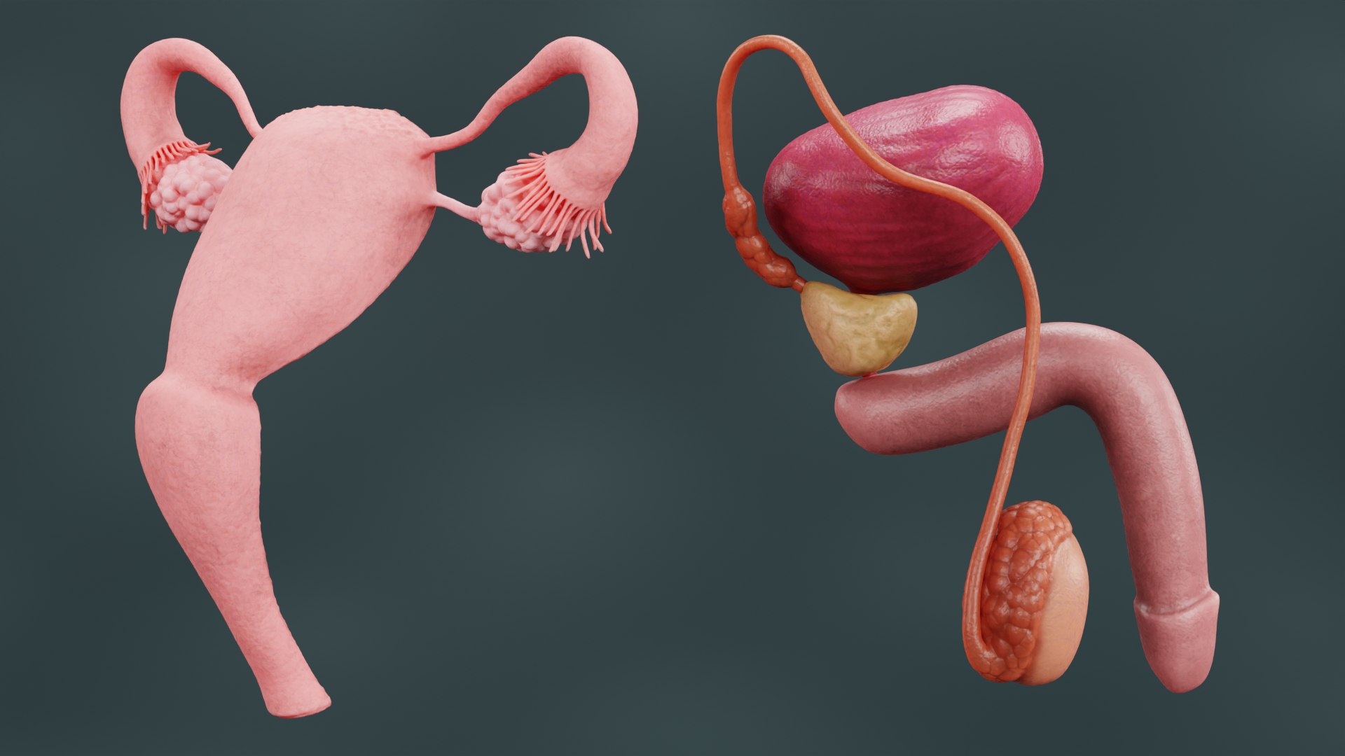 3D Human Reproductive System https://p.turbosquid.com/ts-thumb/h1/4gqVWA/hI/reproductivesystemsectiond/png/1630747290/1920x1080/fit_q87/bbbb413ef5c6b117cfc6d434cbb61a4a4e0337e2/reproductivesystemsectiond.jpg