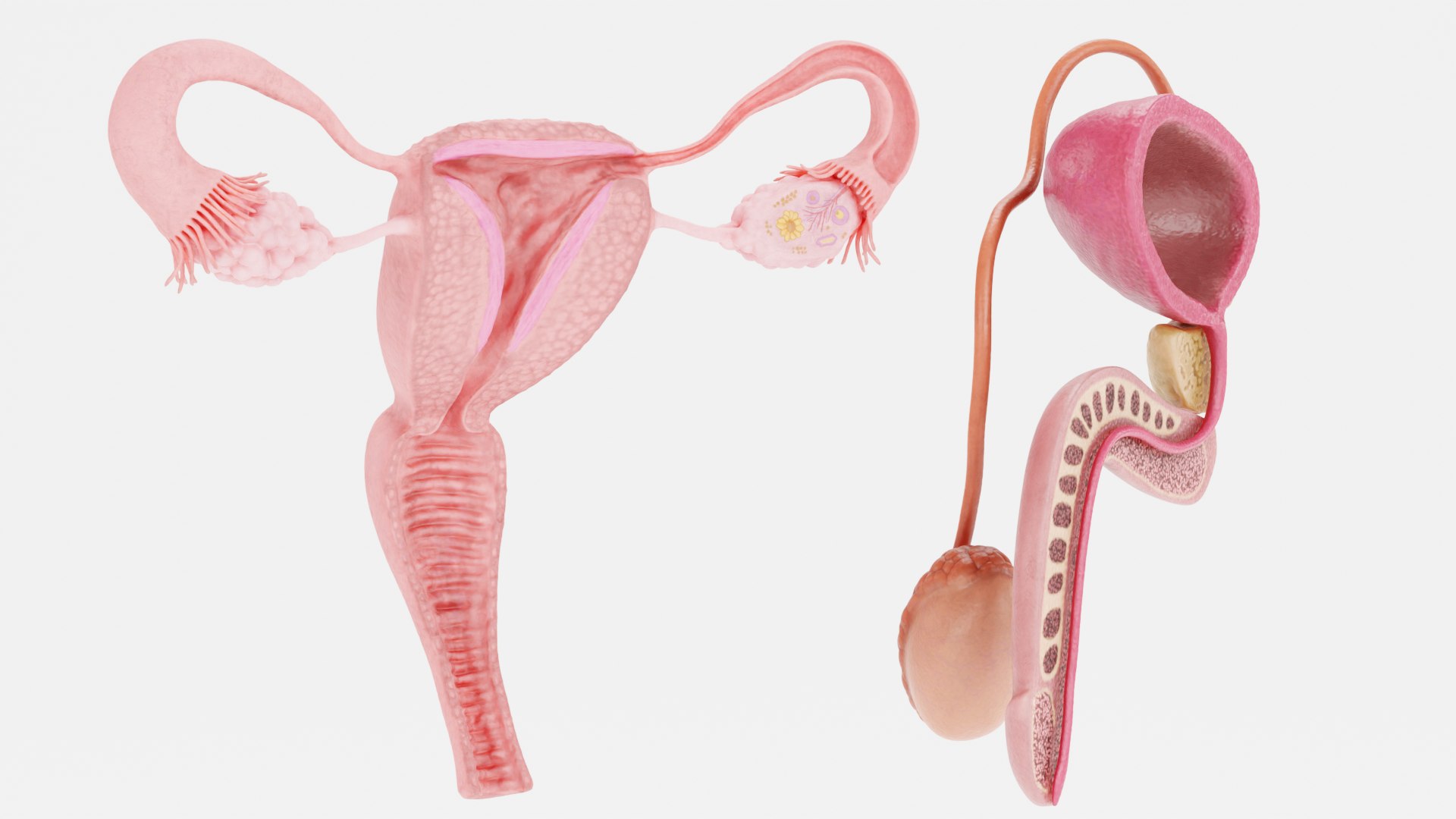 3D Human Reproductive System https://p.turbosquid.com/ts-thumb/h1/4gqVWA/mM/reproductivesystemsectionh/png/1705413031/1920x1080/fit_q87/1004d4836ab93225bc22f63895774444de3c326a/reproductivesystemsectionh.jpg