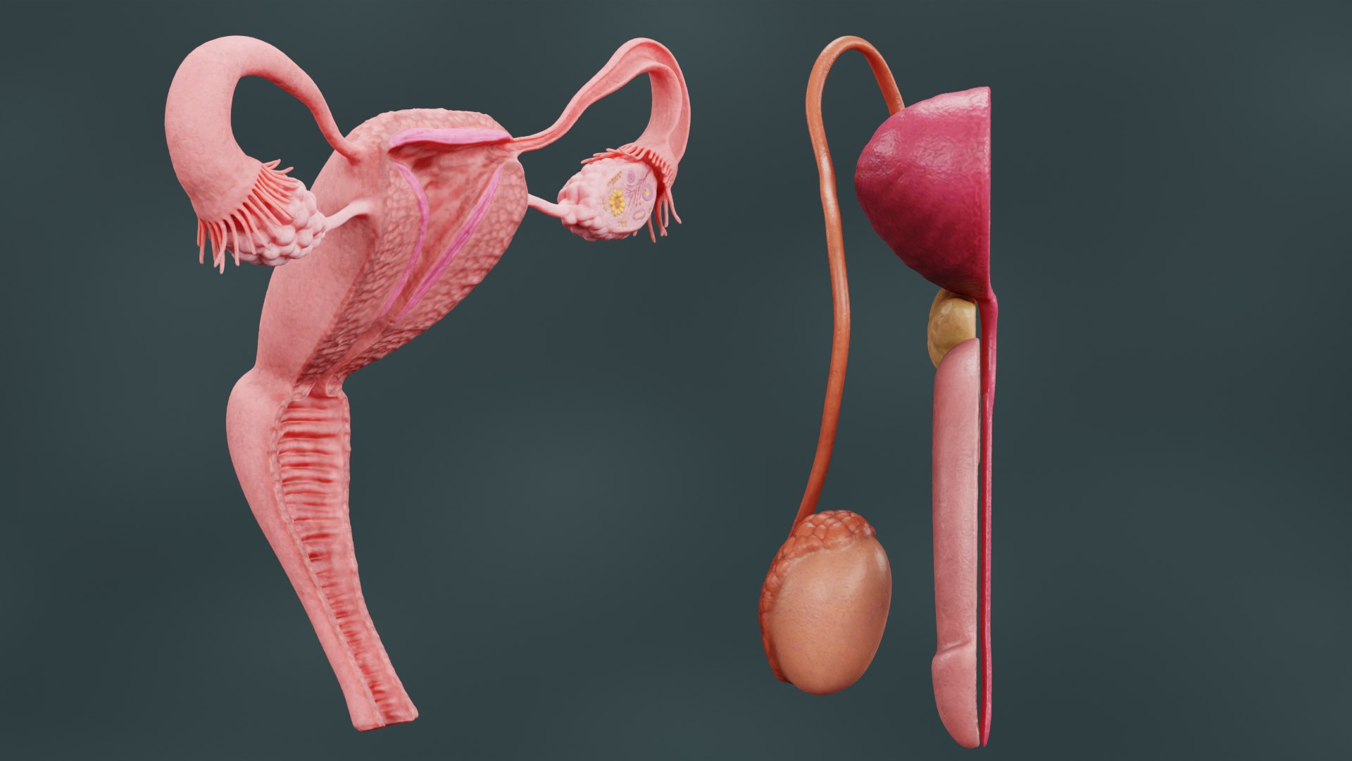 3D Human Reproductive System https://p.turbosquid.com/ts-thumb/h1/4gqVWA/uj/reproductivesystemsectionc/png/1630747295/1920x1080/fit_q87/ee1a6320d4f4d52f3bee61fca88d3c3723c6c37d/reproductivesystemsectionc.jpg