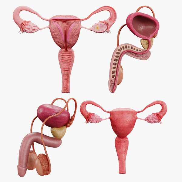 3D Human Reproductive System