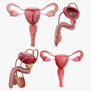 Human Reproductive System