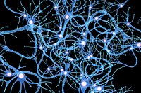 Nerve Cell Anatomy In Details