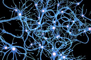 Nerve Cell Anatomy In Details