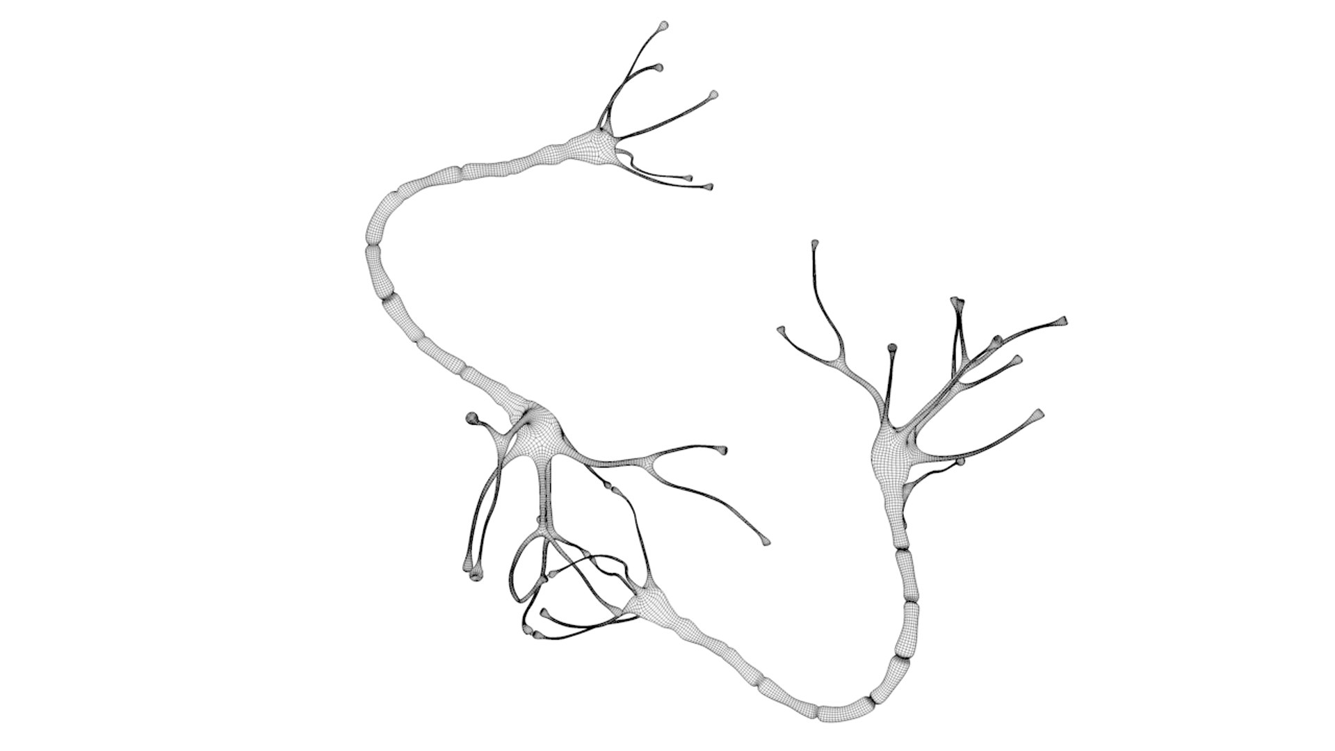 3D model nerve cell anatomy details - TurboSquid 1515693