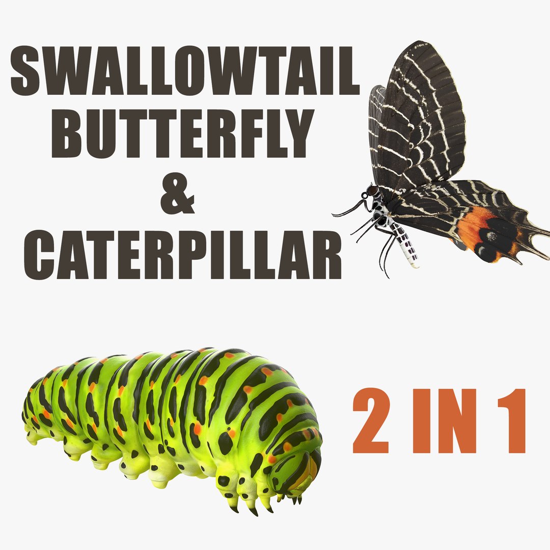 Swallowtail Butterfly and Caterpillar Collection 3D model preview