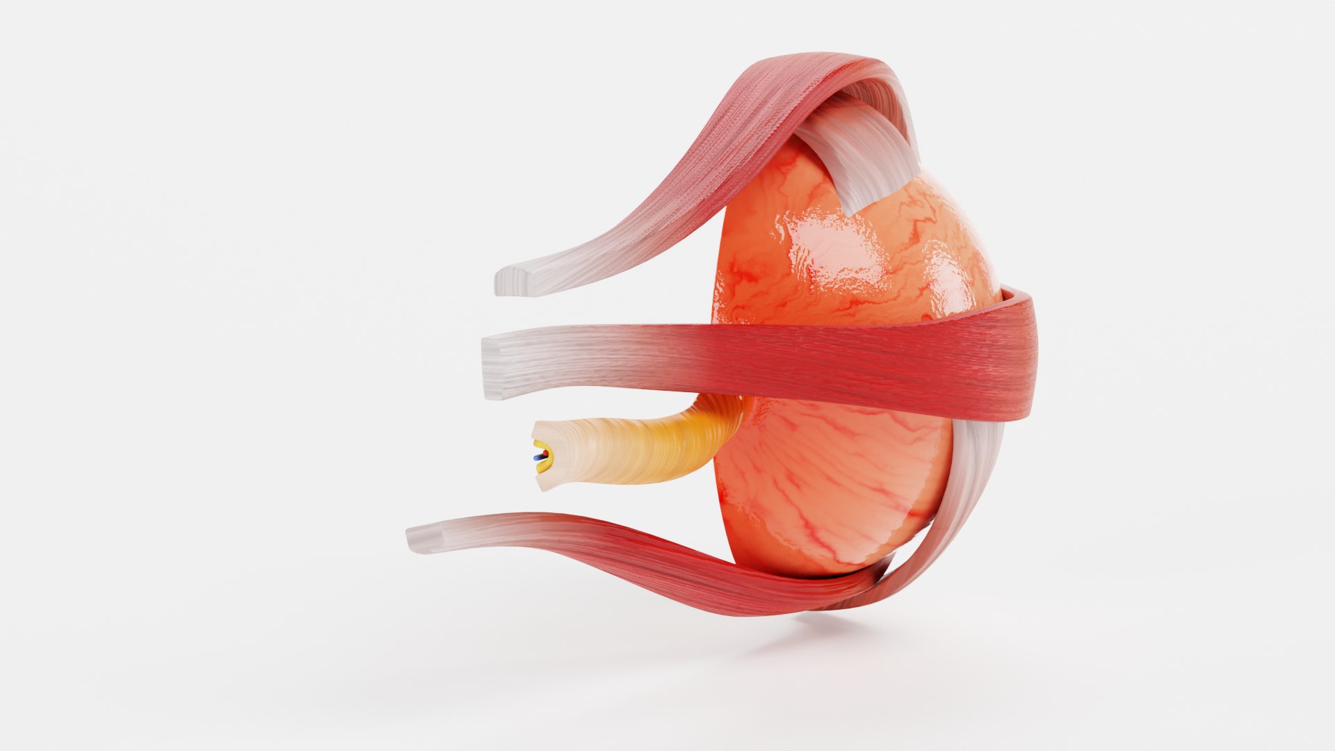 eye cross section 3D model https://p.turbosquid.com/ts-thumb/h1/7swCv4/268S72ZU/eyecrosssectionf/png/1605279753/1920x1080/fit_q87/e1fb1bd2484adccde61bd3fc98337c0d814018f4/eyecrosssectionf.jpg