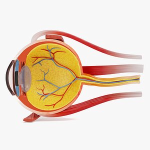 Eye Cross Section