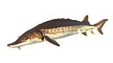 Atlantic Sturgeon fish