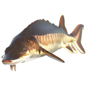 3D model Atlantic Sturgeon fish