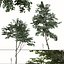 3D Set of  Tilia amurensis or Amur linden TreesA model