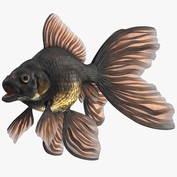 3D model Black Moor Goldfish Rigged for Cinema 4D